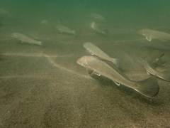 Menticirrhus undulatus