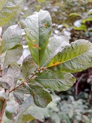 Salix aurita