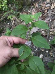 Mentha arvensis