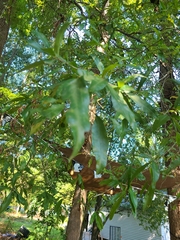 Quercus phellos