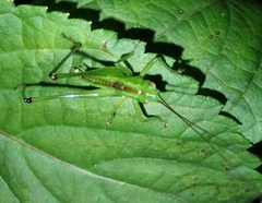 Conocephalus brevipennis