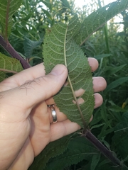 Vernonia missurica