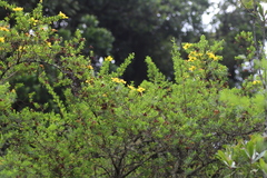 Hypericum revolutum