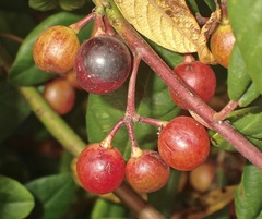 Frangula californica californica