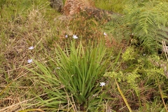 Aristea ensifolia
