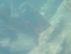 Amphimedon compressa