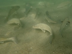 Menticirrhus undulatus