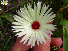 Cleretum bellidiforme