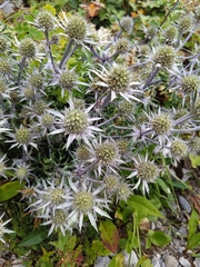Eryngium amethystinum