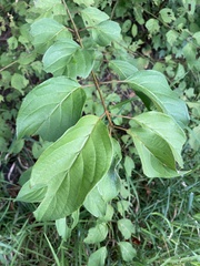 Cornus amomum