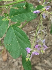 Desmodium