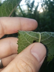 Vernonia missurica