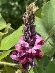 Pueraria montana