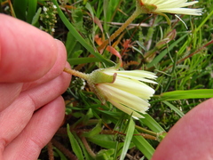Cleretum bellidiforme