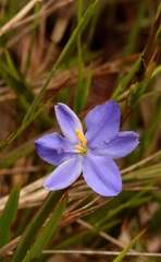 Aristea ensifolia