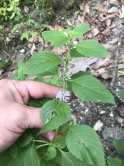 Mentha arvensis