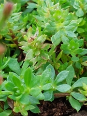 Galium saxatile