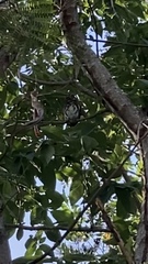 Glaucidium brasilianum