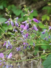 Desmodium