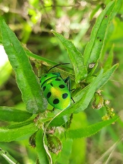 Chrysocoris purpureus