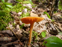 Entoloma quadratum