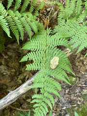 Dryopteris marginalis