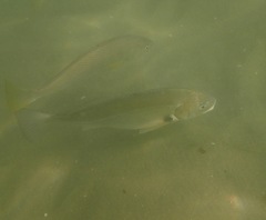 Roncador stearnsii