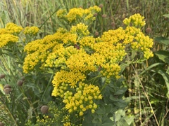 Solidago rigida