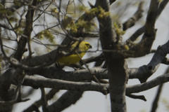 Anomalospiza imberbis