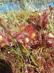 Drosera × obovata
