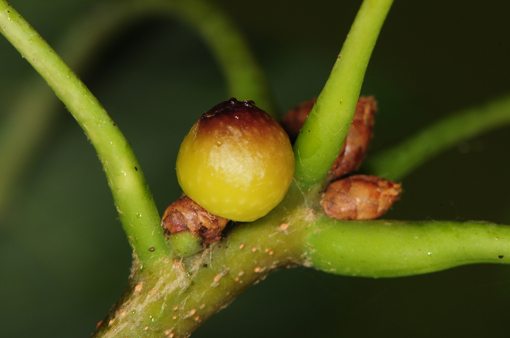 Callirhytis balanacea