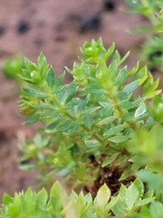 Galium saxatile