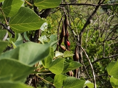 Erythrina flabelliformis