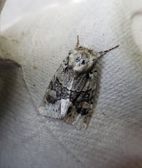 Lacinipolia explicata