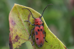 Tetraopes tetrophthalmus