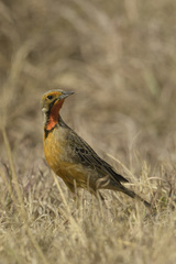 Macronyx capensis colletti