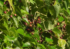 Ampelopsis cordata