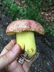 Butyriboletus regius