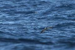 Calonectris leucomelas