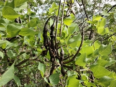 Erythrina flabelliformis