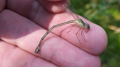 Chalcolestes parvidens