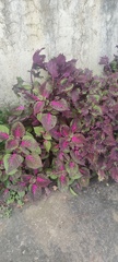 Coleus scutellarioides