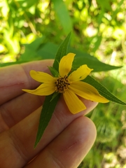 Helianthus divaricatus
