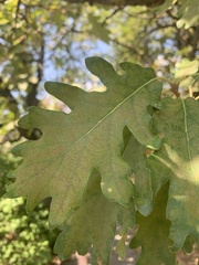 Quercus