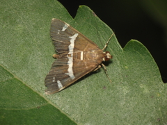 Spoladea recurvalis