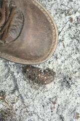 Papio ursinus ursinus