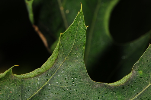 Macrodiplosis erubescens (Osten Sacken, 1862)