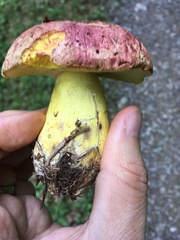 Butyriboletus regius