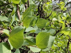 Erythrina flabelliformis