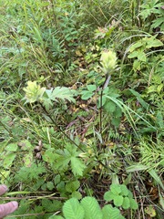 Castilleja unalaschcensis